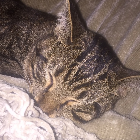 Meet your Posher, Royce - Picture 1 of 1